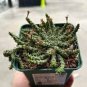 Euphorbia Gorgonis Rare Root Block Potted Plant 10 Seeds