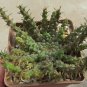 Euphorbia Gorgonis Rare Root Block Potted Plant 10 Seeds