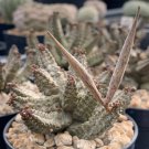 Pseudolithos mccoyi Rare Potted Plant 4 Seeds
