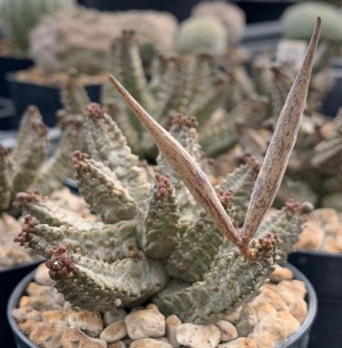 Pseudolithos mccoyi Rare Potted Plant 4 Seeds