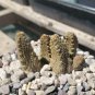Pseudolithos mccoyi Rare Potted Plant 4 Seeds