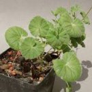 Pelargonium worcesterae Rare Potted Plant 10 Seeds