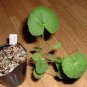 Pelargonium worcesterae Rare Potted Plant 10 Seeds