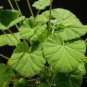 Pelargonium worcesterae Rare Potted Plant 10 Seeds