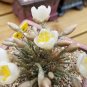 Avonia Quinaria 10 Seeds