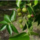 Bursera simaruba 20 Seeds