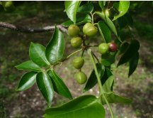 Bursera simaruba 20 Seeds