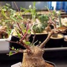 Othonna lobata 10 Seeds