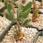 Othonna lobata 10 Seeds