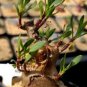 Othonna lobata 10 Seeds