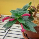 Sinningia Iarae 20 Seeds