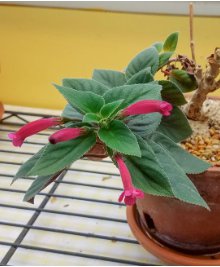 Sinningia Iarae 20 Seeds