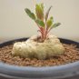 Sinningia Iarae 20 Seeds