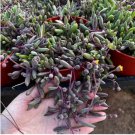Othonna Carnosa Rare Potted Plant Succulent 20 Seeds