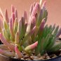 Othonna Carnosa Rare Potted Plant Succulent 20 Seeds