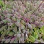 Othonna Carnosa Rare Potted Plant Succulent 20 Seeds