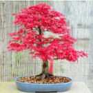 Acer Palmatum Rare Potted Plant Red Maple Leaf 20 Seeds