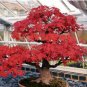 Acer Palmatum Rare Potted Plant Red Maple Leaf 20 Seeds