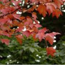 Acer Rubrum Rare Potted Plant Red Maple Leaf 20 Seeds