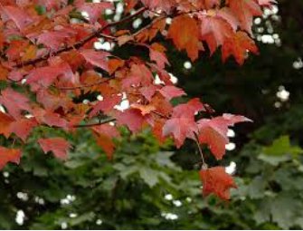 Acer Rubrum Rare Potted Plant Red Maple Leaf 20 Seeds