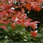 Acer Rubrum Rare Potted Plant Red Maple Leaf 20 Seeds