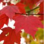Acer Rubrum Rare Potted Plant Red Maple Leaf 20 Seeds