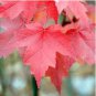 Acer Rubrum Rare Potted Plant Red Maple Leaf 20 Seeds