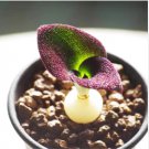 Massonia pustulata Purple Succulent Plants Blistered Massonia 20 Seeds