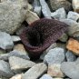 Massonia pustulata Purple Succulent Plants Blistered Massonia 20 Seeds