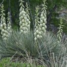 Yucca Glauca 20 Seeds