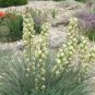 Yucca Glauca 20 Seeds