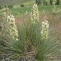Yucca Glauca 20 Seeds