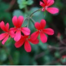 Pelargonium Tongaense 10 Seeds