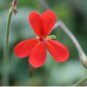 Pelargonium Tongaense 10 Seeds