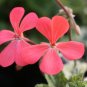 Pelargonium Tongaense 10 Seeds