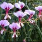 Pelargonium Tetragonum 10 Seeds