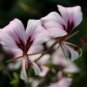 Pelargonium Tetragonum 10 Seeds