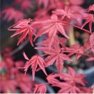 Acer palmatum 'Atropurpureum' Rare Potted Plant Red Maple Leaf 20 Seeds