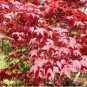 Acer palmatum 'Atropurpureum' Rare Potted Plant Red Maple Leaf 20 Seeds