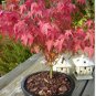 Acer palmatum 'Atropurpureum' Rare Potted Plant Red Maple Leaf 20 Seeds