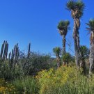 Yucca Periculosa Izote Yucca Garden Plants 20 Seeds
