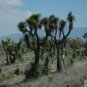 Yucca Periculosa Izote Yucca Garden Plants 20 Seeds