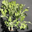 Cussonia spicata Tree Garden Plant 20 Seeds