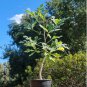 Cussonia spicata Tree Garden Plant 20 Seeds