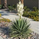 Yucca Campestris Quilted Yucca Garden Plants 20 Seeds