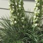Yucca Campestris Quilted Yucca Garden Plants 20 Seeds