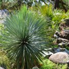 Yucca Carnerosana Palm Trees Garden Plants 20 Seeds
