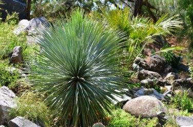 Yucca Carnerosana Palm Trees Garden Plants 20 Seeds