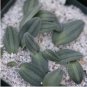 Drimia Anomala Succulent Plant Garden Plants 20 Seeds