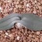 Drimia Anomala Succulent Plant Garden Plants 20 Seeds